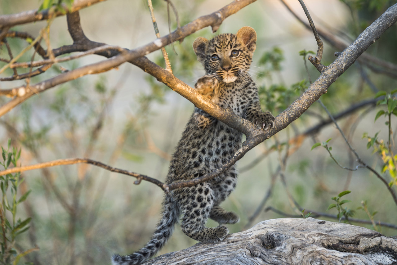 botswana travel and botswana