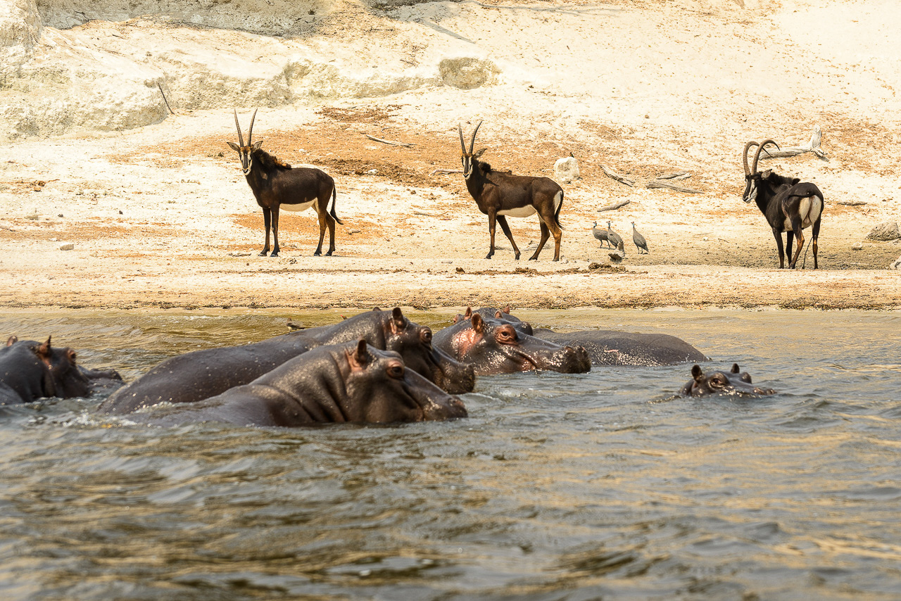 Chobe Riverfront