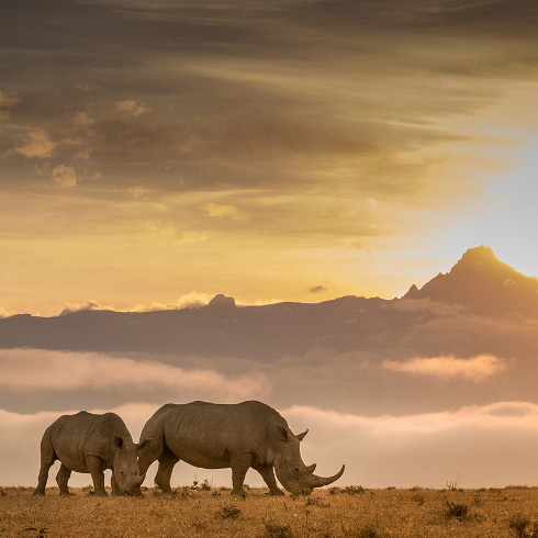 Kenya Safari Travel