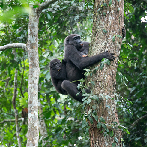 Gorillas & Chimps Africa