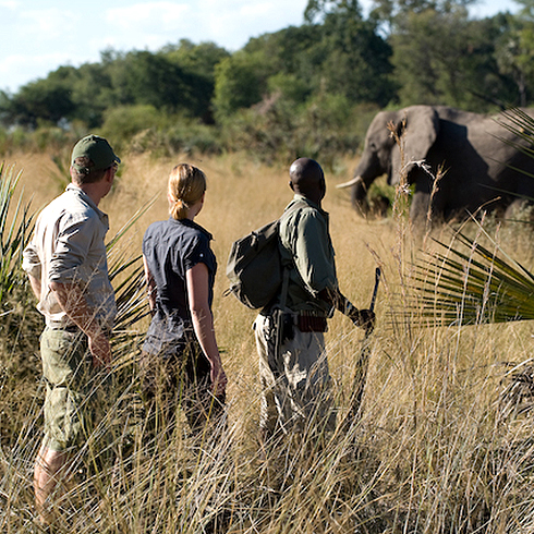 Walking Safaris